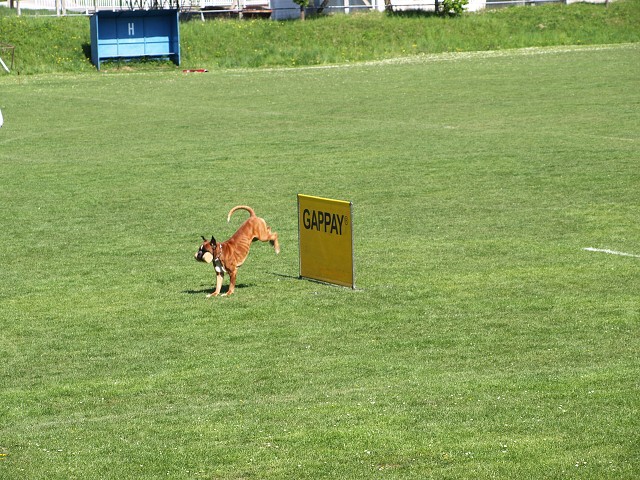 www.atibox.net * www.euroboxer.eu * www.boxergenealogia.eu
